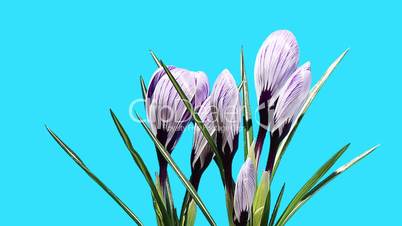 Growth of violet crocuses flower buds ALPHA matte (Crocus King of tne Striped) (Time Lapse)