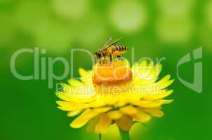 Bee on a daisy flower