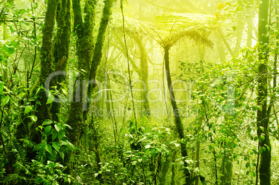 Misty tropical green mossy rainforest