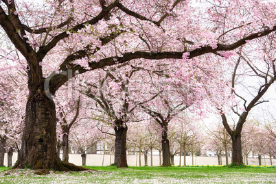 Blühende Kirschbäume in verträumter Schönheit