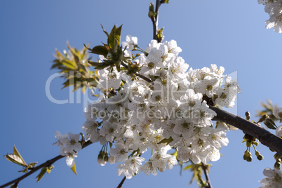 Kirschblüten