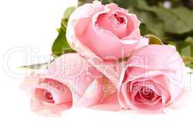 Three pink roses with water drops.