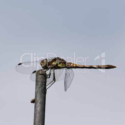 Sympetrum striolatum, Common Darter dragonfly