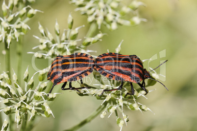Graphosoma lineatum, Italian Striped-Bug, Minstrel Bug, Red-black Shieldbug, Red and black striped stink bug