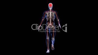 Anatomy: skin, skeleton and nervous