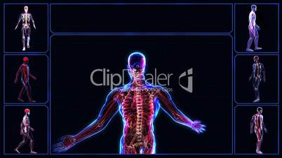Anatomy of the human body