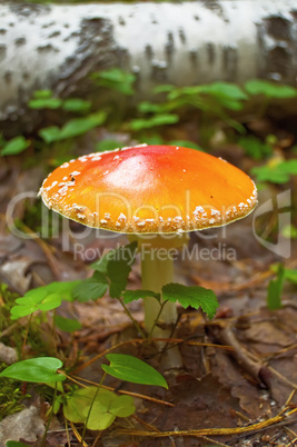 Amanita