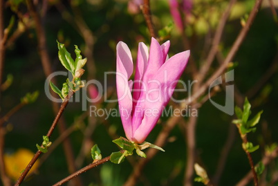 Magnolienblüte