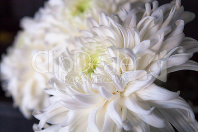 Big white chrysanthemum flower closeup