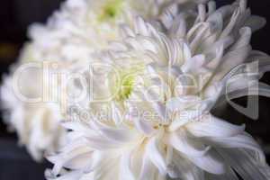 Big white chrysanthemum flower closeup