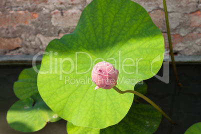 Fresh lotus bud closeup