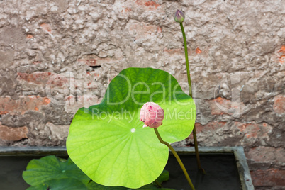 Fresh lotus bud on with sun light