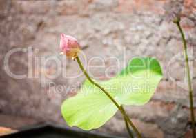 Fresh lotus bud