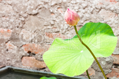 Single fresh lotus bud