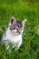 Kitten - Katze im Gras