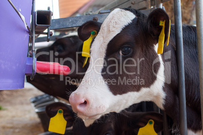 Kalb beim Milch trinken