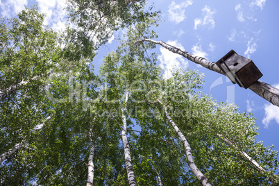 Bird house on birch tree