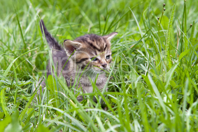 small kitten in the grass