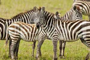 Zebra in Masai Mara