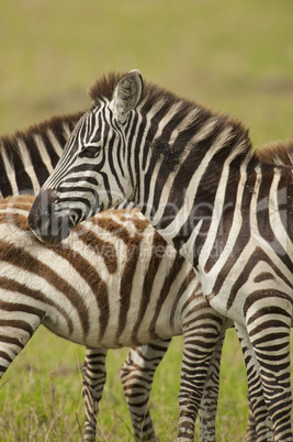 Zebra in Masai Mara