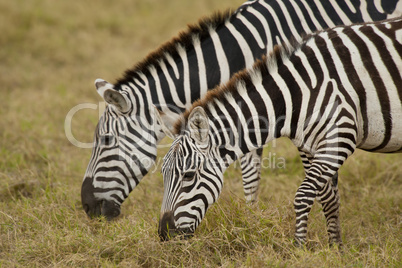 Zebra grazing