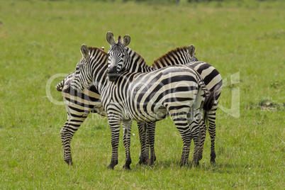 Zebra cuddling