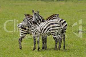 Zebra cuddling