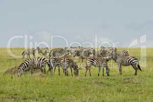 Group of Zebras in the Savannah