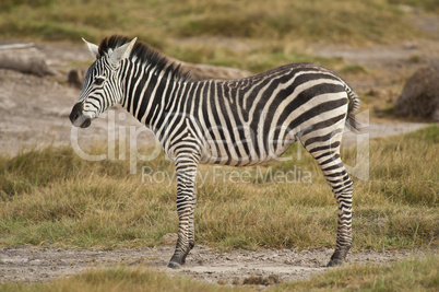 Young Zebra standing in the Savannah