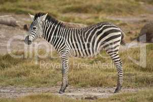 Young Zebra standing in the Savannah