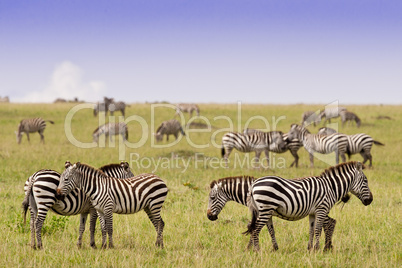 Group of Zebras in the Savannah