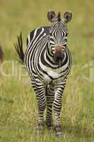 Zebra standing in the Savannah