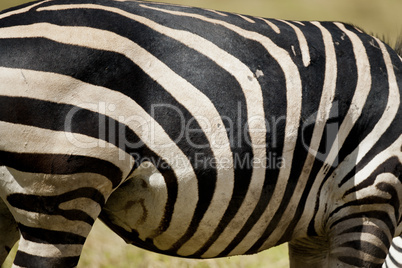 Zebra Texture