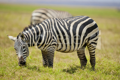 Zebra grazing