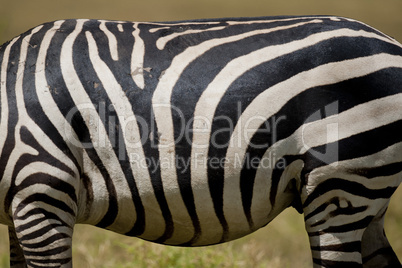 Zebra Texture