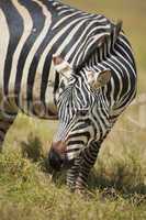 Zebra grazing