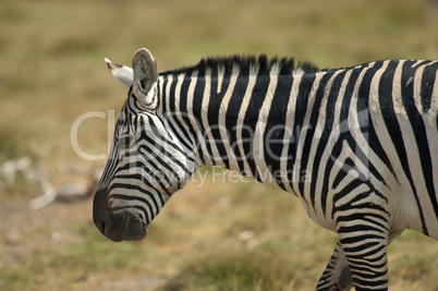 Profile of a Zebra