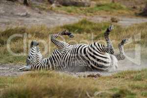 Young Zebra lying down on the Back