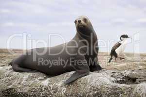 South American Sea Lion