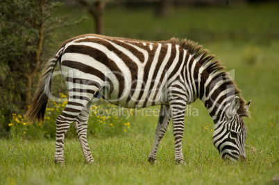 Zebra grazing