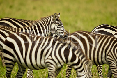 Zebra in Masai Mara