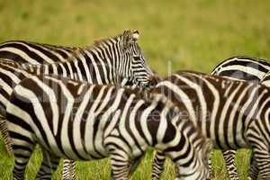 Zebra in Masai Mara