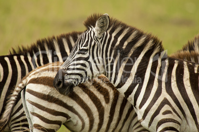 Zebra in Masai Mara