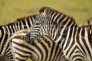 Zebra in Masai Mara