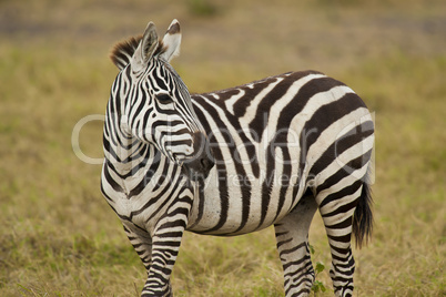 Young Zebra standing in the Savannah