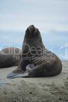 South American Sea Lion