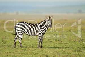 Zebra standing in the Savannah
