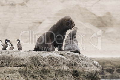Couple of South American Sea Lions