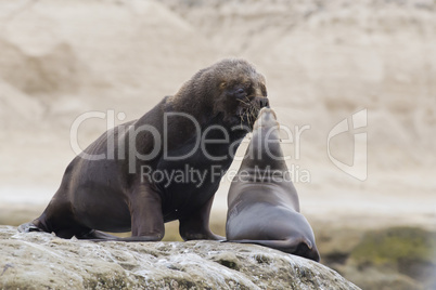 Couple of South American Sea Lions