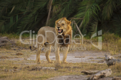 Lion in the Savannah